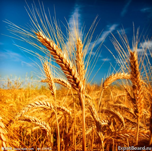 卖小麦和大麦FOB新罗西斯克和FOB敖德萨
